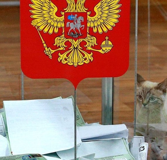 Observer - Election 2016, Elections, cat, Interest