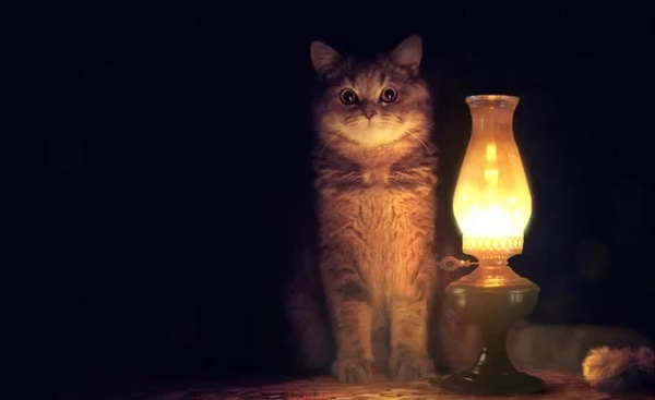 How I sent Zhirinovsky - Mat, Vladimir Zhirinovsky, Life stories, Cat with lamp