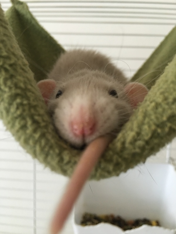 This is how my second rat sleeps - My, Rat dumbo, Rat, Relaxation