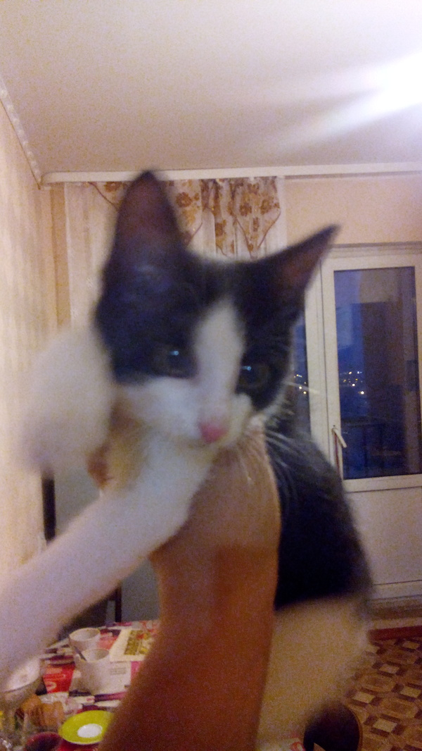 Kitten) - My, Foundling, Lost cat, Yakutsk, In good hands, Longpost, cat