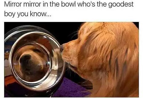 My light is a mirror, tell me, tell me the whole truth, who is the best boy in the world ....: - Dog, Good boy, Picture with text