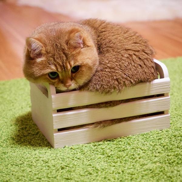 compact cat - cat, Fluffy, Box, Milota