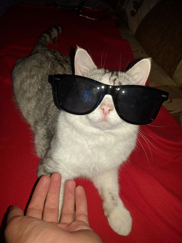 Handsome man with glasses. - My, cat, Glasses, Sunglasses, Longpost