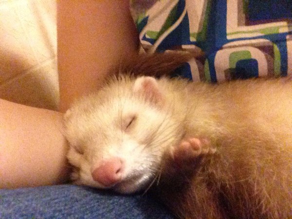 Folding ferret. A tail sticks out of the head, a heel under the chin - My, Ferret, Milota, Photo, Dream