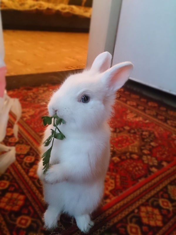 When your rabbit is more photogenic than you - My, My, First post, Tag, Animals, Rabbit