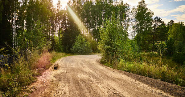 Summer - My, Forest, Photo, Summer