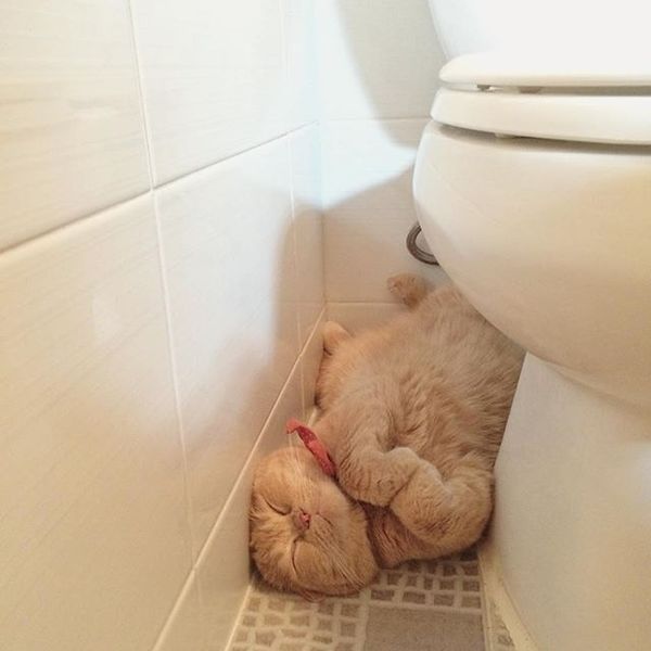 Fell asleep in the toilet - cat, Milota, Toilet, Humor, Dream