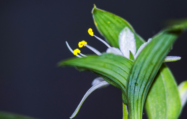 Stygma - My, Plants, , Macro, Flowers, The photo, Pollen, Macro photography