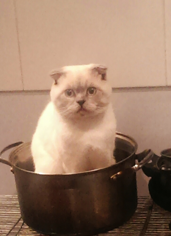 My cat is in a pot - what did he want to tell me with this? - My, , cat, 