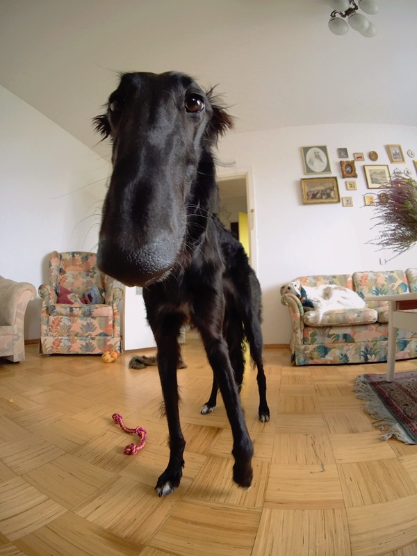 Long spiky nose. - My, Dog, Russian Greyhound