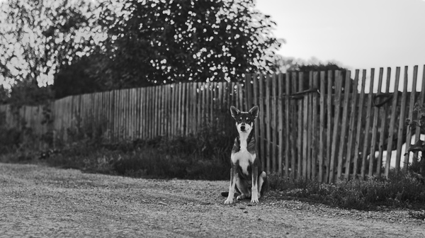 Security guard - My, Dog, Photo, Black and white