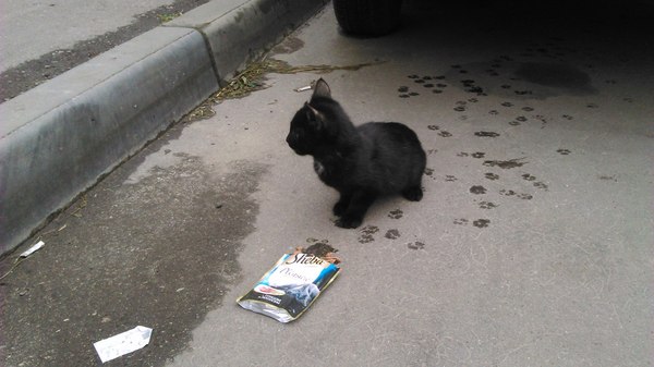 Нижний Новгород, помогите найти котенку дом! - Моё, Кот, Кот ищет дом, В добрые руки, Помощь животным, Нижний Новгород, Кот в добрые руки, Длиннопост