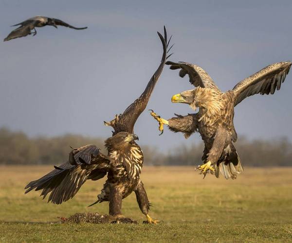 ���� ���� ������� ��-�� ������, ������ ���� ������� ������ ������ ���� ����  ...