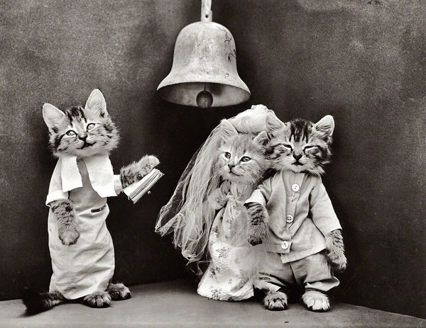 1914 Wedding. - cat, Wedding, Photo, Retro, Interesting