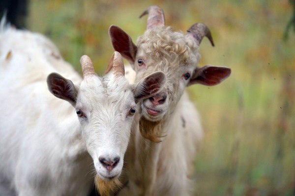 Love is not so evil if you are a goat. - My, Goat, Goat, Love, Animals, Village, My
