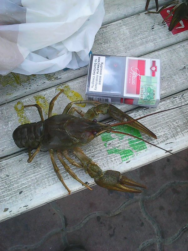 The story of one bottle of beer... - Crayfish, Humor, Beer, My, Story, Longpost