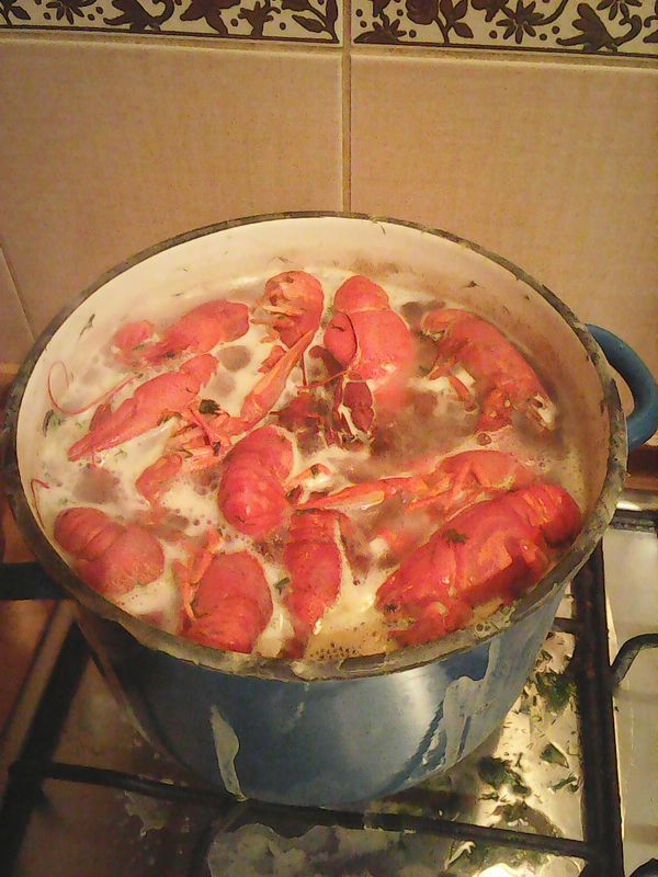 The story of one bottle of beer... - Crayfish, Humor, Beer, My, Story, Longpost