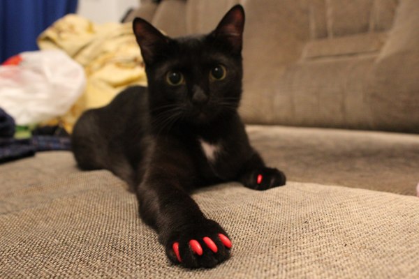 Anti-vandal manicure - Manicure, cat, Photo