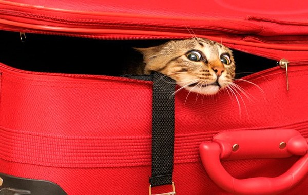 &quot;         ,   &quot;