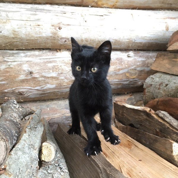 Cute kitten is looking for a home (Tver) - cat, Shelter, Help, In good hands, Tver, Likhoslavl, Animal Rescue, Looking for hosts, Longpost, Helping animals