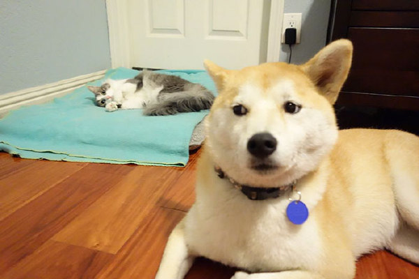 Real furry tyrants! - cat, Dog, Lounger