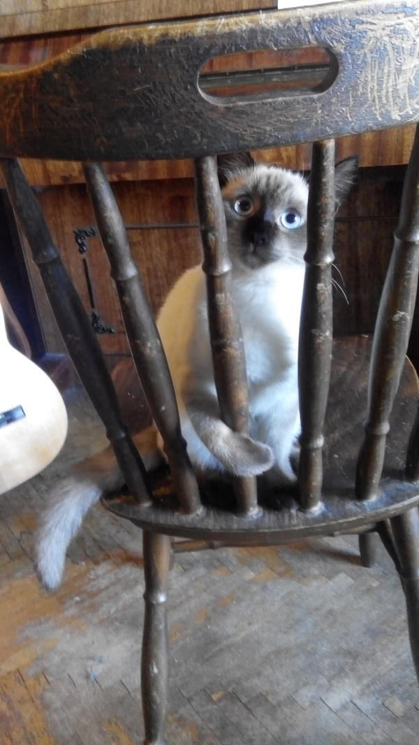 Sizhuuu behind bars in a damp dungeon - My, cat, 