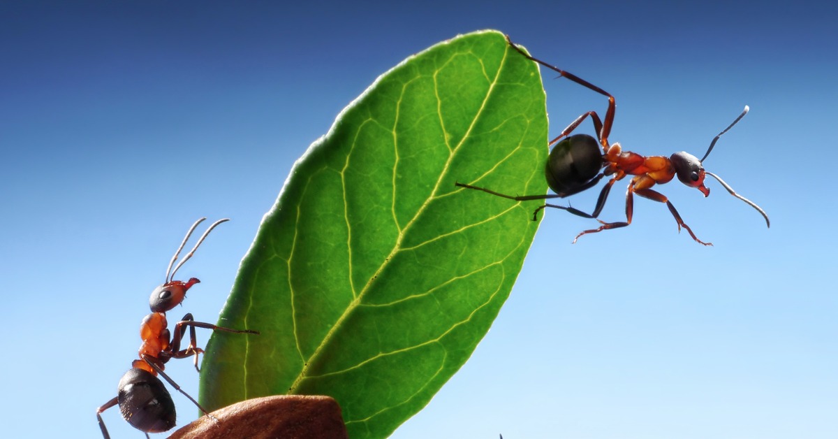 Муравей аватар. Красный муравей букашки. Муравей. Красивый муравей. Муравьи взбираются на дерево.