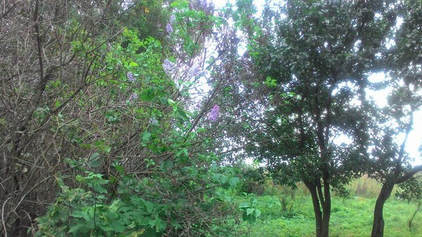 It was September 21st, lilac and acacia were blooming on the street - My, Lilac, Acacia, Autumn, Kursk region, Anomaly, Longpost