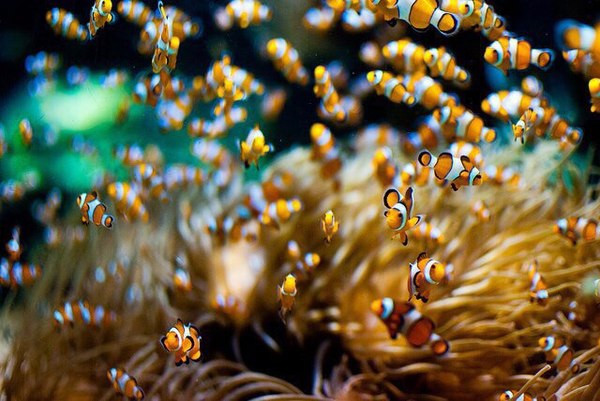 A few facts about the clownfish (Amphiprion) - Clownfish, A fish, Sea, Facts, Longpost