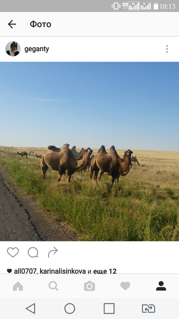 About camels in Kazakhstan - My, Kazakhstan, League of Pikabushniki of Kazakhstan, Camels, My, Trip around the world, Road trip