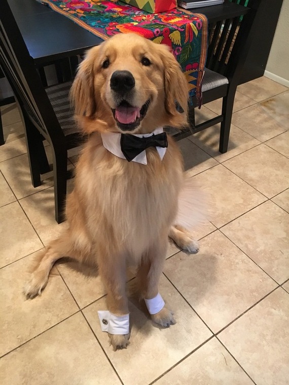 When at the wedding I planned everything to the smallest detail! - Dog, Outfit, Funny, Wedding, Training, Plan