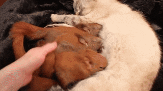 Mother cat adopted little squirrels ^__^ - GIF, cat, Squirrel, Milota