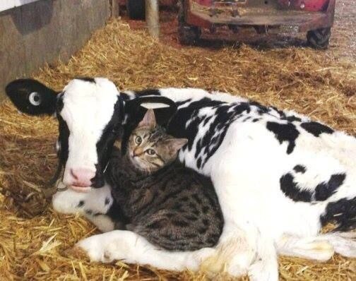 chick with pussy, free and without sms - cat, Cow