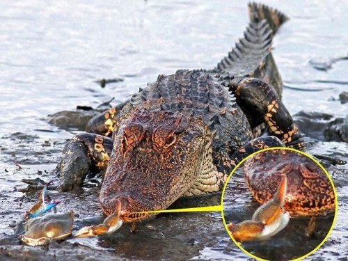 Shh...no words needed - Crocodile, Crab, Jaws, Nature, Crocodiles