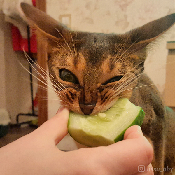 My cat really loves cucumbers - My, cat, Pet, Animals, Abyssinian cat, Pets