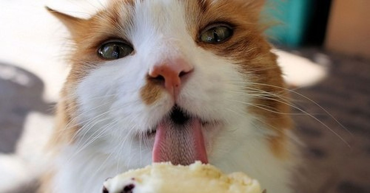 Коты мороженщик. Котик с мороженым. Сладости для кошек. Котик со сладостями. Кот кушает.