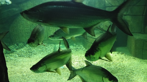 Aquarium in Daejeon. - South Korea, My, Longpost, Marine life