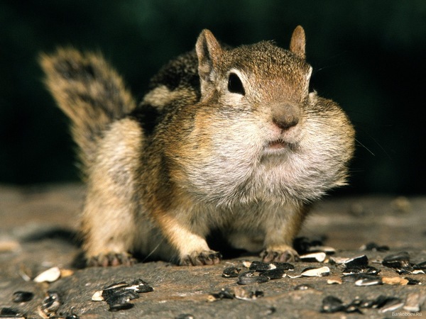 Chipmunk - Chipmunk, Animals, Seeds