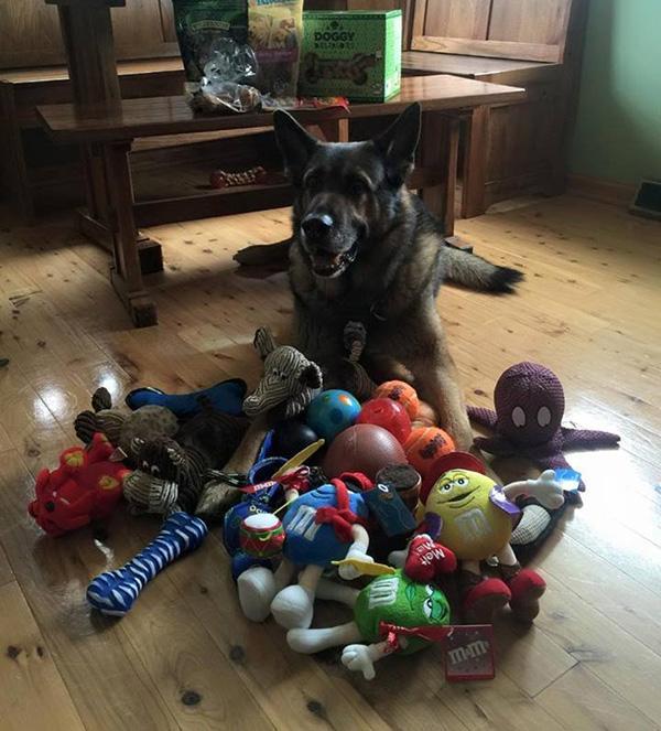 On the last day of service, seeing off for a well-deserved rest, the police dog was presented by colleagues - Dog, Presents, Pension, Toys