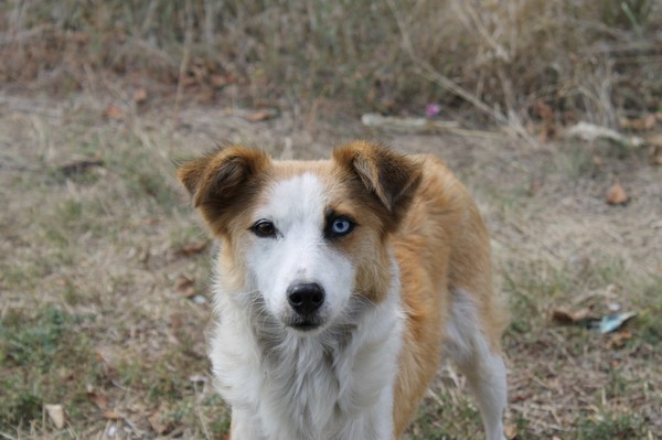 An ordinary mongrel... Well, not quite an ordinary one. - Heterochromia, Cur, My, Wonders of nature, beauty of nature