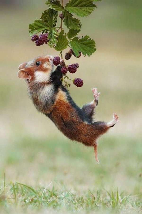 rodent - Rodents, Animals, Berries