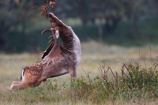 Don't forget to warm up - Deer, Nature, Deer