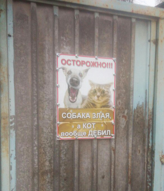 Somewhere in the vastness of Samara - My, Poster, Be aware of dogs, cat