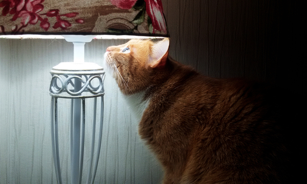 Young lamp lover - My, Redheads, cat, Лампа, Cat with lamp