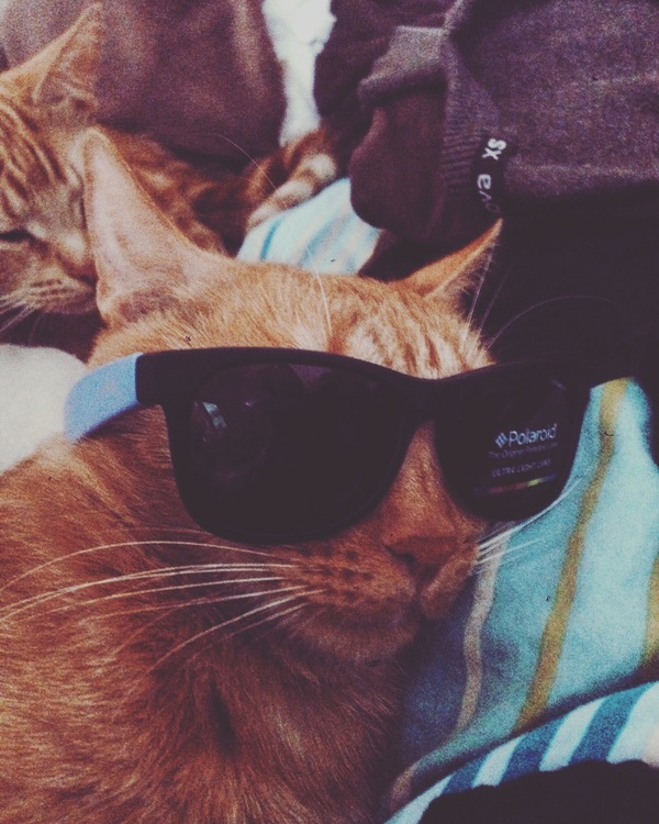 When you are cool - cat, Coitiki, My, Glasses