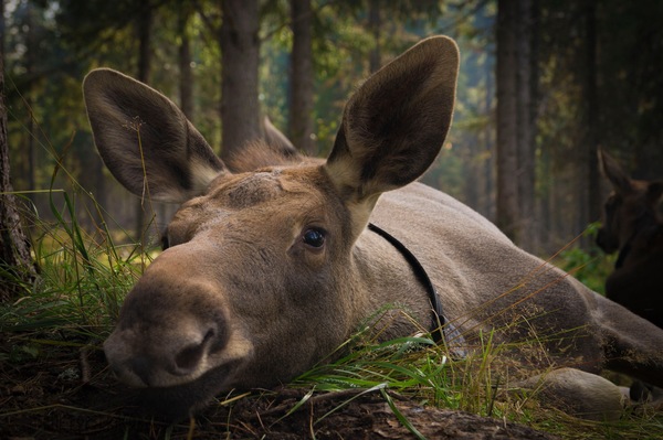 Elk. - Animals, The photo, Elk, Pug, Russia, Reserves and sanctuaries, Komi