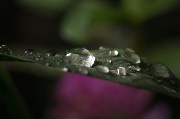 Drops - My, Drops, Photo, After the rain, Sony, , Longpost