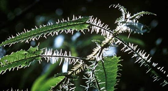 Ongaonga is one of the most dangerous plants on earth. - Nettle, Danger, Australia, Plants