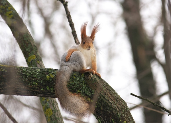 Decent pair of spectacular squirrels - Squirrel, The photo