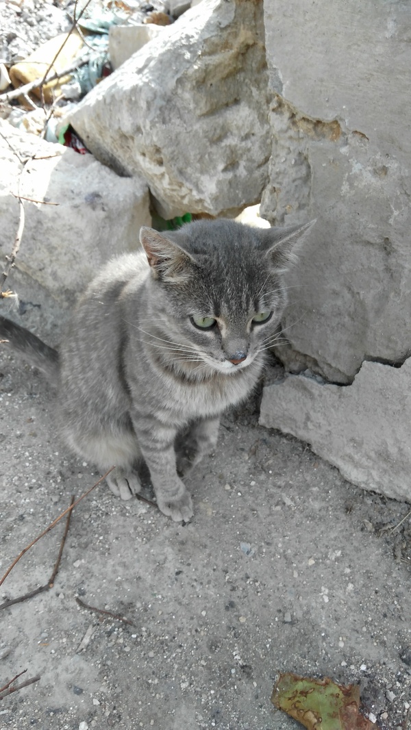 Crimean pikabushnik with a big heart, RESPOND. - Help, cat, , , Longpost